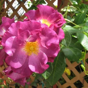 Easy Peasy WINTERBLUE Rose - Livraison Gratuite
