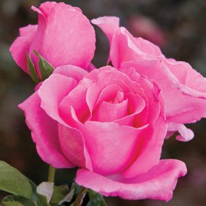 50 Pink Roses: From Climbing Roses to the Perfect Bush Rose