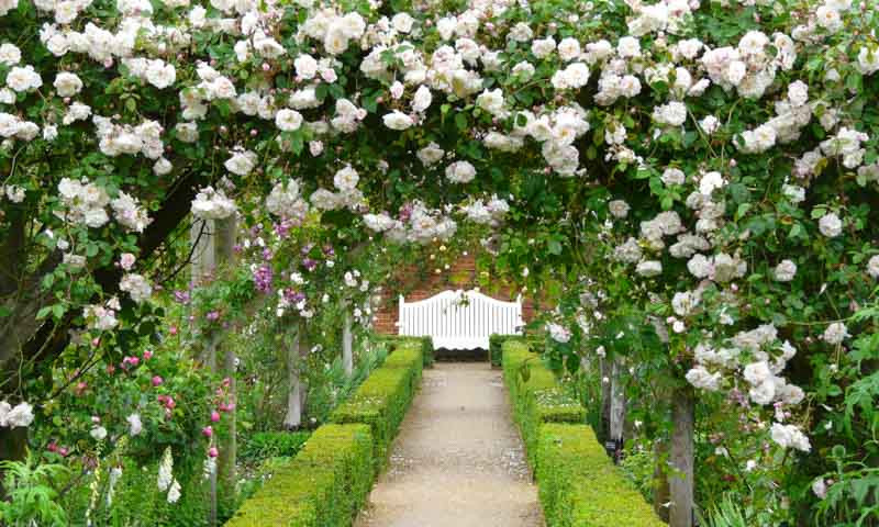 Rosa 'Adelaide d'Orleans' (Rambling Rose)