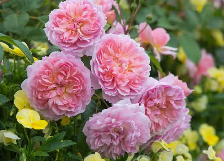 Rosa Anne Boleyn (English Rose)