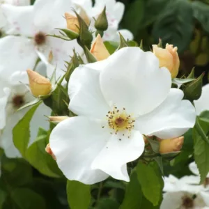 Pretty Climbing Roses for your Garden