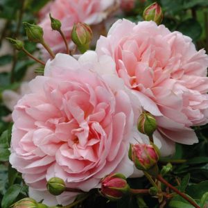 Best English Roses for Partial Shade