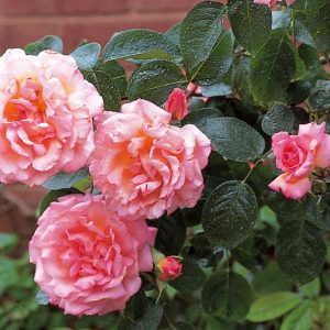 Pretty Climbing Roses for your Garden