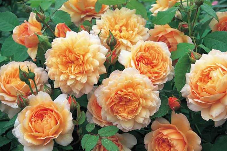 Rosa Grace (english Rose)