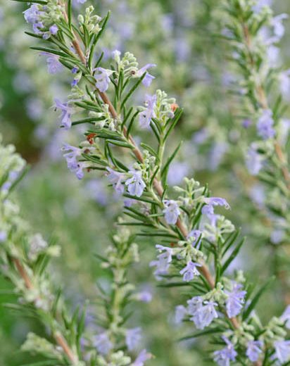 What Is Rosemary?