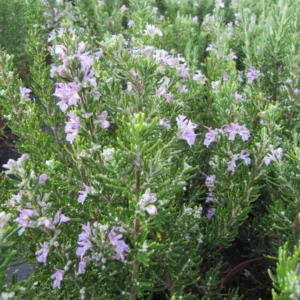 Barbeque Rosemary, Rosmarinus officinalis 'Barbeque', Monrovia Plant