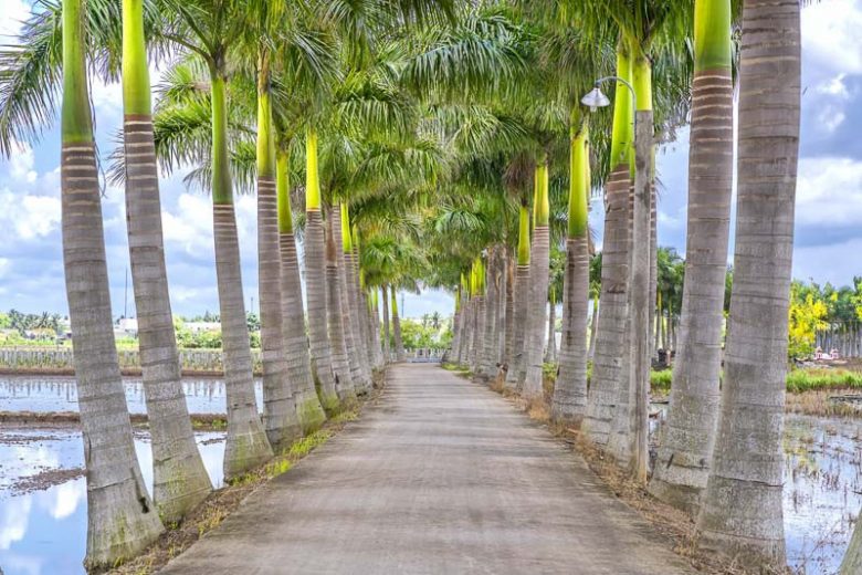 Roystonea regia (Florida Royal Palm)