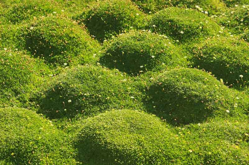 How to Grow a Moss Lawn