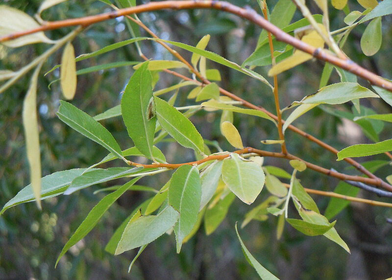 Native Plant Alternatives to Salix babylonica (Weeping Willow)