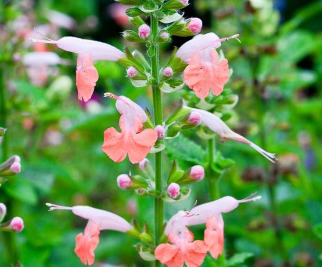 Salvia coccinea 'Coral Nymph' (Scarlet Sage)