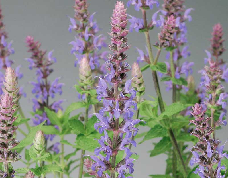 Salvia nemorosa 'Bordeau Steel Blue' (Sage)