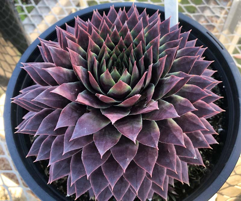 Sempervivum Onyx geometric shapes buy Rosette