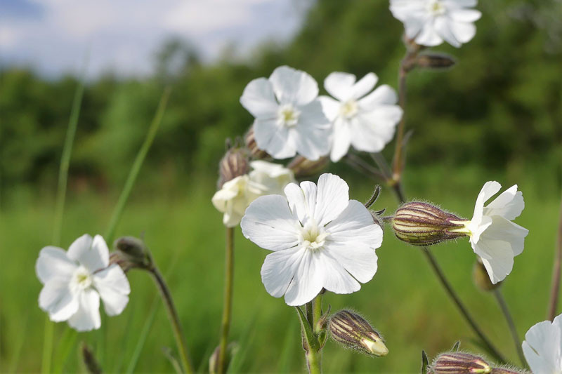 White campion store