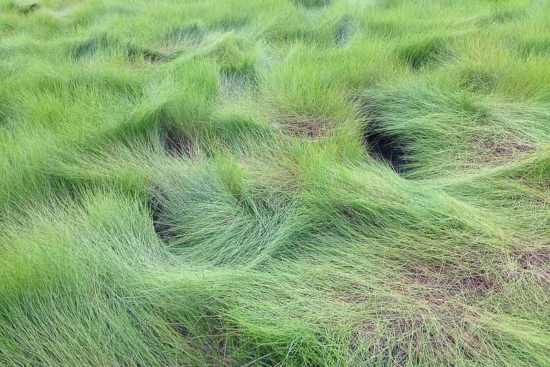 Native Grasses Provide Forage, Moisture Retention in Southwest