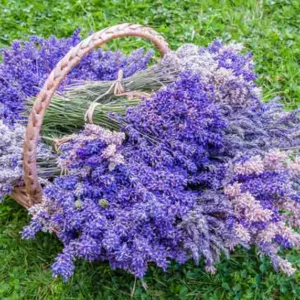 How To Enjoy Your Lavender Bundles