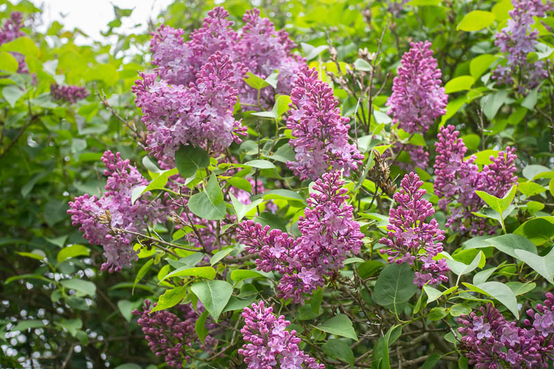 Syringa josikaea (Hungarian Lilac)