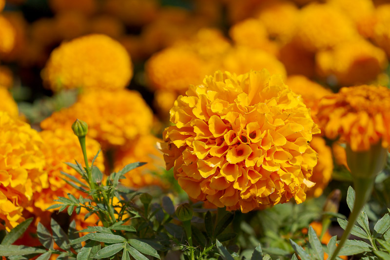 Tagetes Patula 'Hero Orange' (French Marigold)