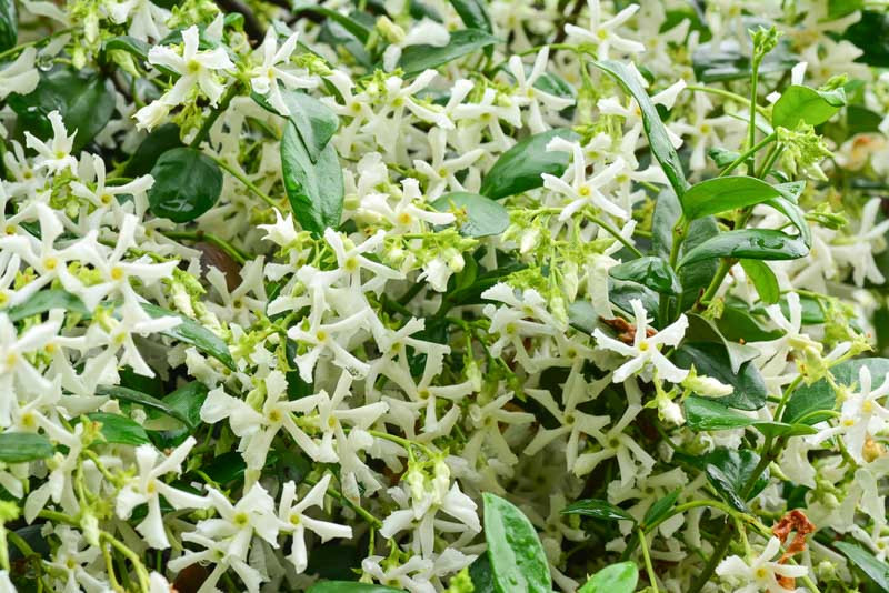Trachelospermum Jasminoides : Jasmin Étoilé blanc & parfumé - Tijardin