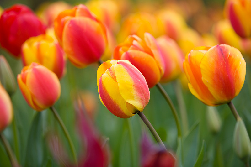 Tulipa 'Apeldoorn's Elite' (Darwin Hybrid Tulip)