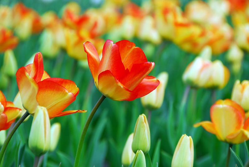 Tulipa 'American Dream' (Darwin Hybrid Tulip)