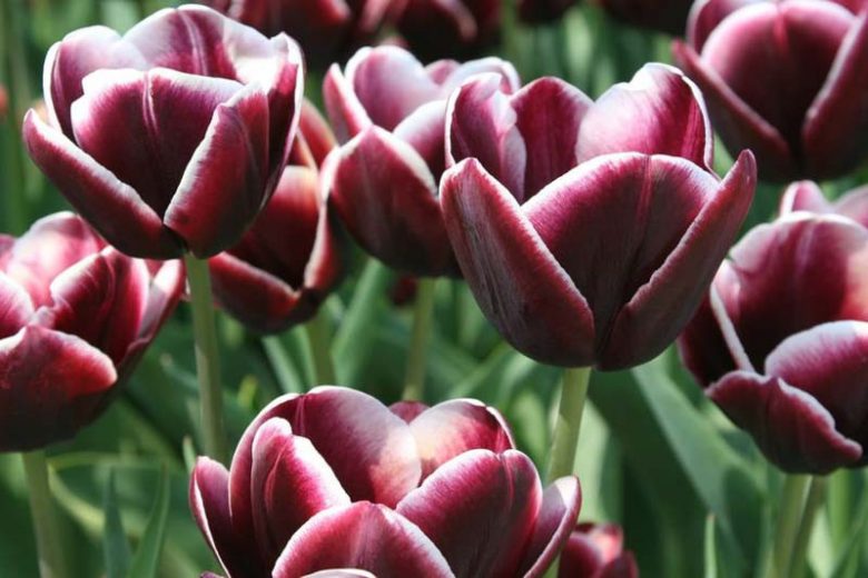 Tulipa 'Arabian Mystery' (Triumph Tulip)