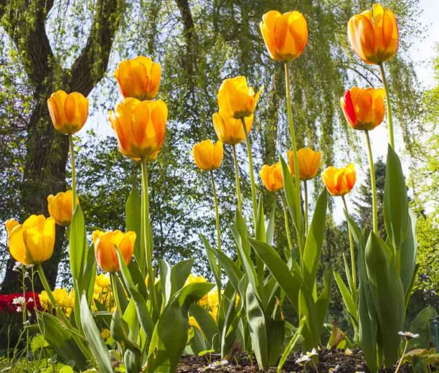 Tulipa 'Blushing Apeldoorn', Tulip 'Blushing Apeldoorn', Darwin Hybrid Tulip 'Blushing Apeldoorn', Darwin Hybrid Tulips, Spring Bulbs, Spring Flowers, Yellow Tulip, Cream Tulip, Bicolor Tulip