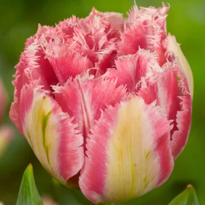 Tulipa 'Cool Crystal', Tulip 'Cool Crystal', Fringed Tulip 'Queensland', Fringed Tulips, Spring Bulbs, Spring Flowers, pink Tulips, Tulipes Dentelle