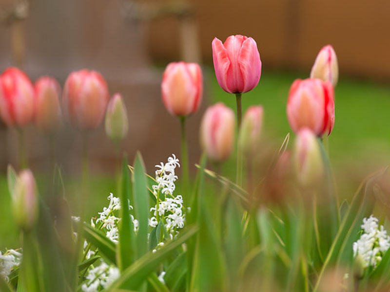 Tulipa Design Impression Darwin Hybrid Tulip