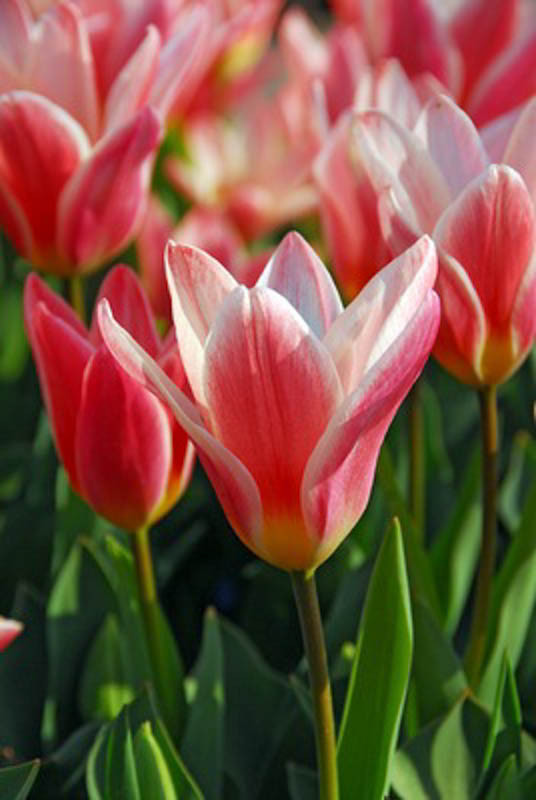 Tulipa 'Heart's Delight' (Kaufmanniana Tulip)