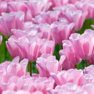 Perhaps a new favourite tulip? Meet pink mist double tulip! Look at all of  those petals! #springflowers #doubletulip #springisintheair