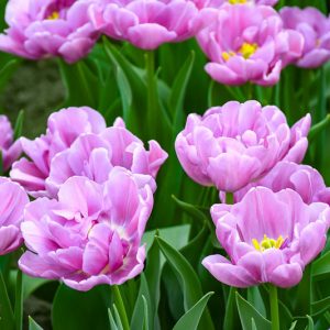 Tulipa (Double Early Grp) 'Pink Mist' TU DU PINK MIST
