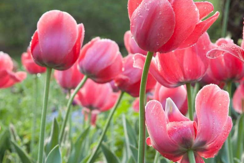 Tulipa 'Pink Impression' (Darwin Hybrid Tulip)