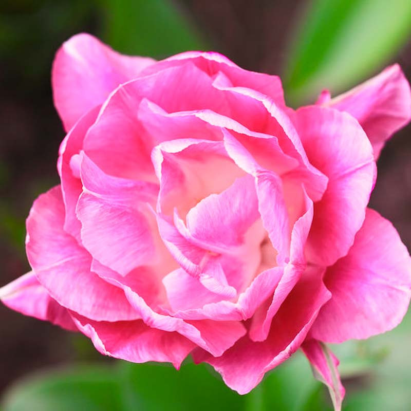Tulipa 'Fancy Frills' - Rose Cottage Plants