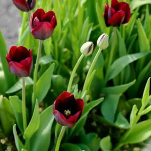 Tulipe Big Smile  L'Épicerie du Jardin