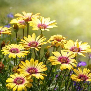 13 Types of Chrysanthemum for a splash of fall color