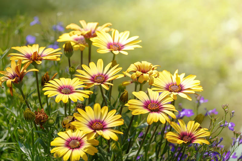 yellow daisy flower images