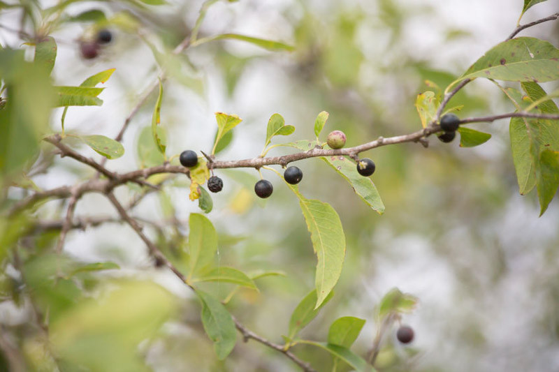 Vaccinium arboreum (Sparkleberry)