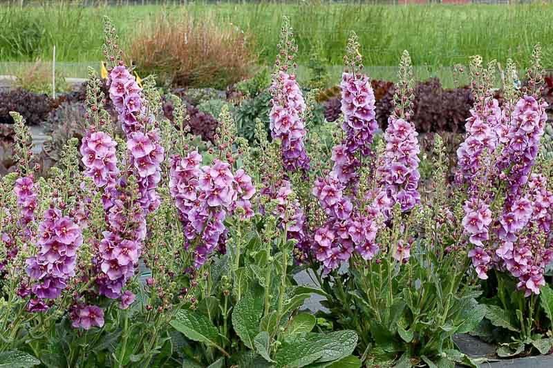 Verbascum 'Sugar Plum' (Mullein)