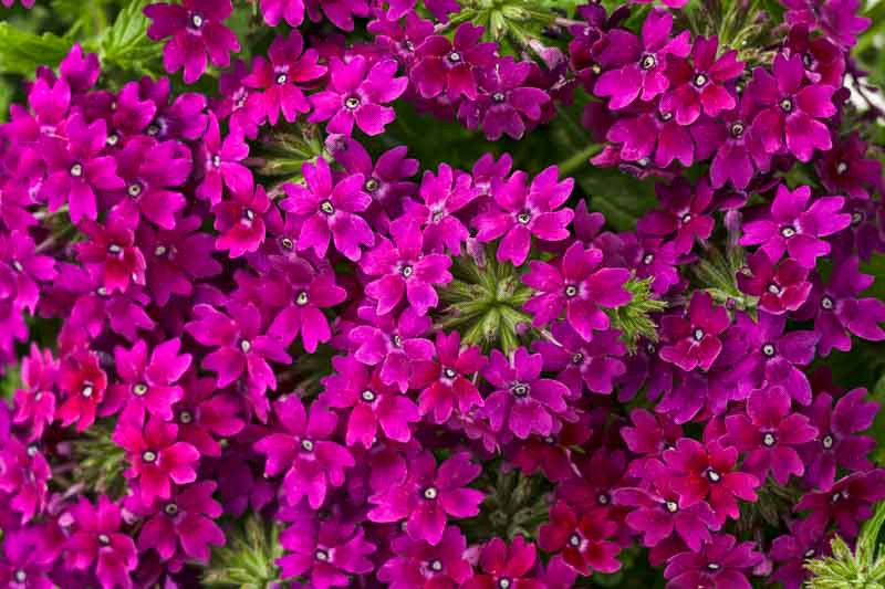 Verbena 'Superbena Royale Plum Wine'