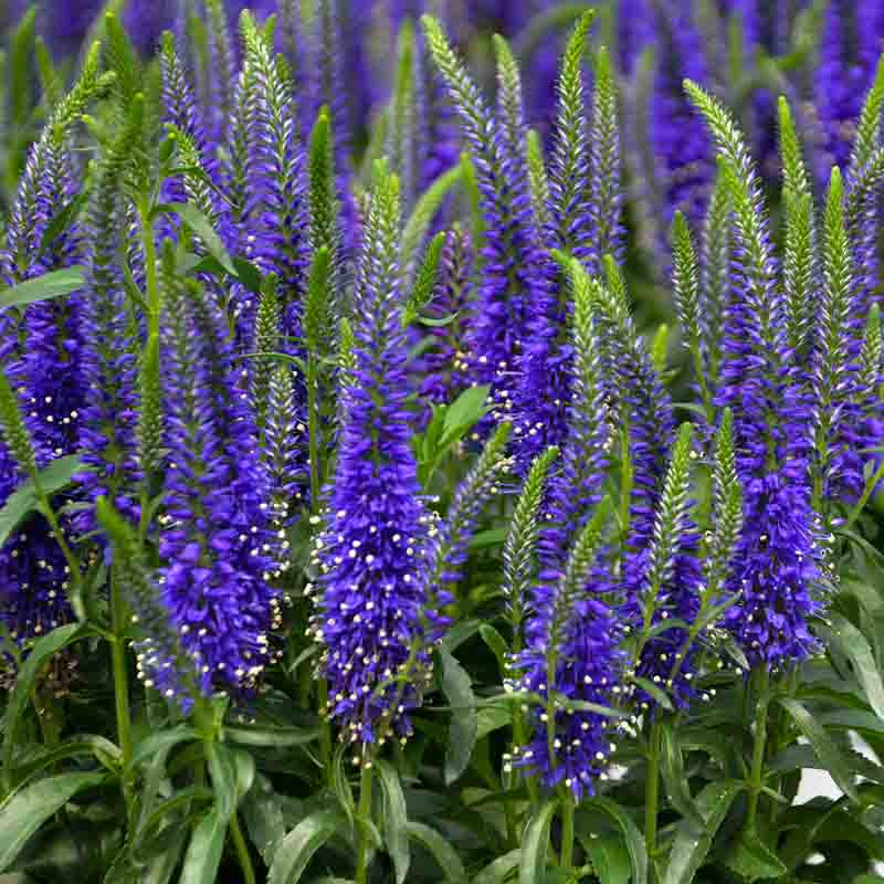 Veronica 'Wizard of Ahhs' (Spike Speedwell)