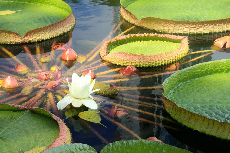 Victoria cruziana Santa Cruz Water Lily