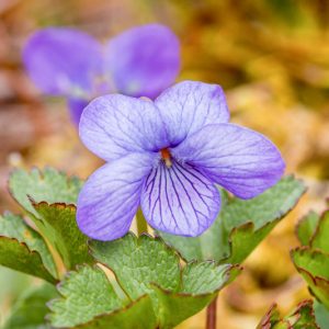 Viola langsdorffii, Alaska Violet, Aleutian Violet, Viola langsdorfii, Viola simulata, Viola superba, Shade plants, shade perennial, violet flowers, plants for shade