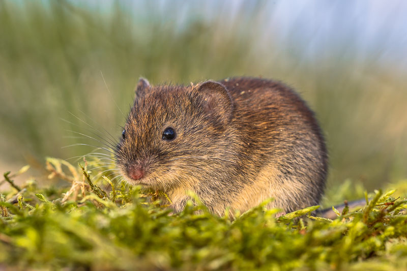 Tips for Trapping Voles