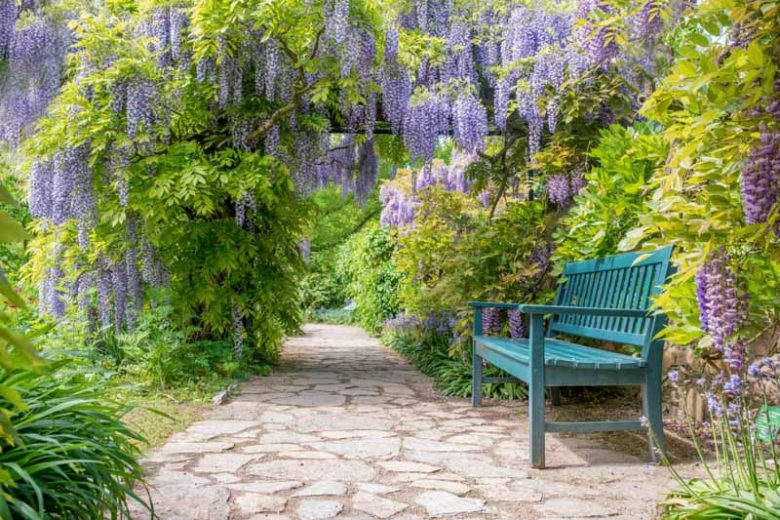 How to Plant, Grow and Care for Wisteria