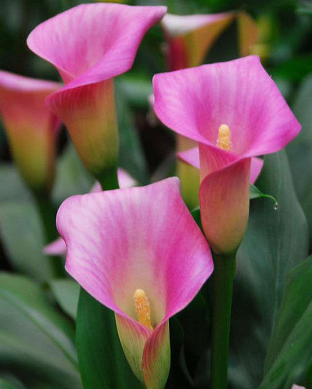 Zantedeschia 'Rubylite Pink Ice' (Calla Lily)