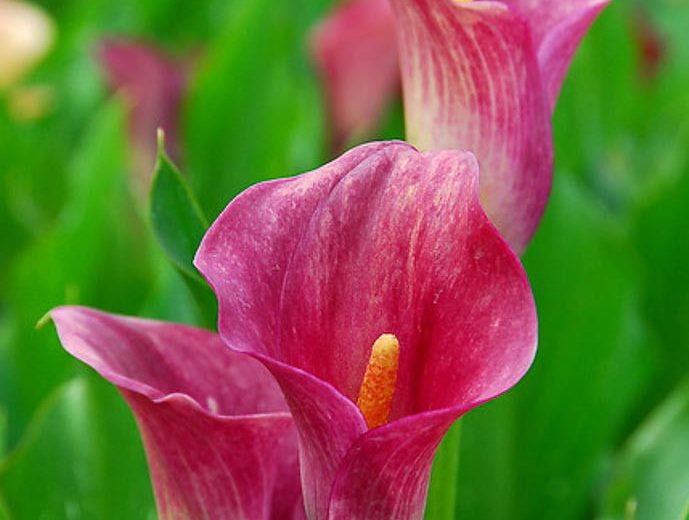 PINK SCALE – Canna Style