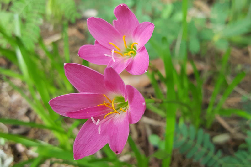 Pink deals rain lily