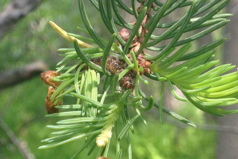 Spruce Budworm - Prevention and Control