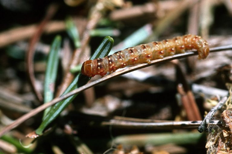 Spruce Budworm - Prevention and Control