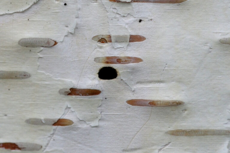 Bronze Birch Borer - Prevention and Control